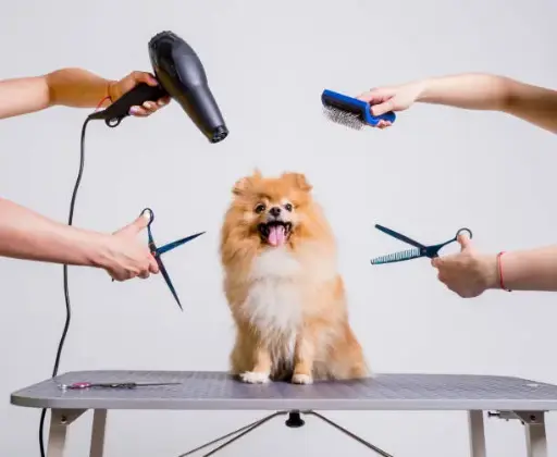 Dog Grooming